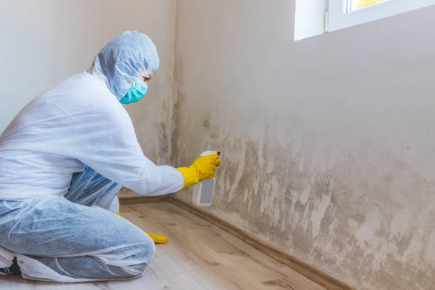 Licensed Mold Cleanup service in Nokomis, IL - WQB Mold Removal