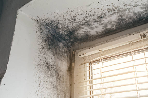 Affordable Mold Cleanup solutions in Nokomis, IL